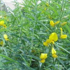 Sunhemp