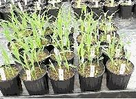 sweetcorn