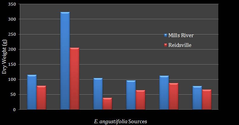 top dry weight angustifolia among sources