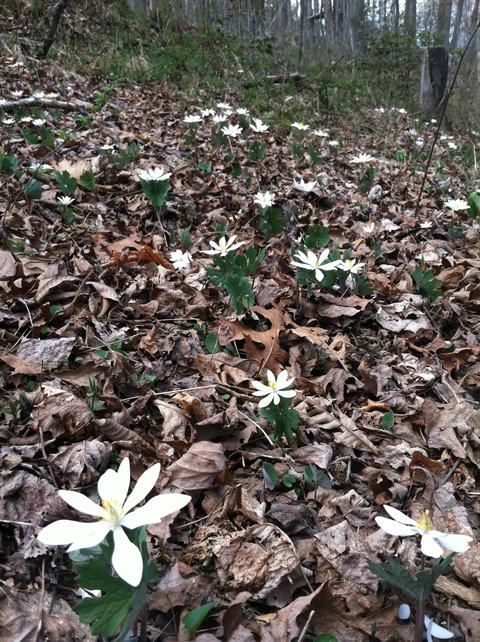 White wildflowers with yellow centers scattered among brown fallen leaves on a forest floor