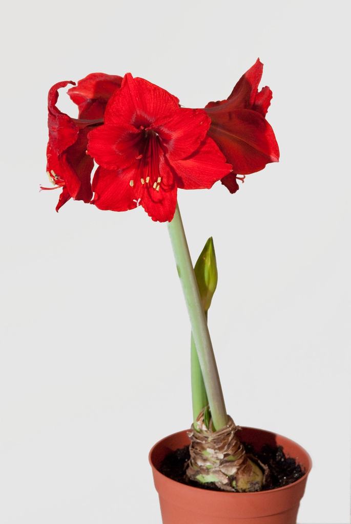 Amaryllis Bulb in pot