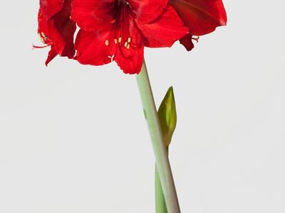 Amaryllis Bulb in pot