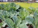collards in veggie garden