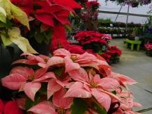 Poinsettia plants in red, pink, and cream arranged in baskets inside a greenhouse.