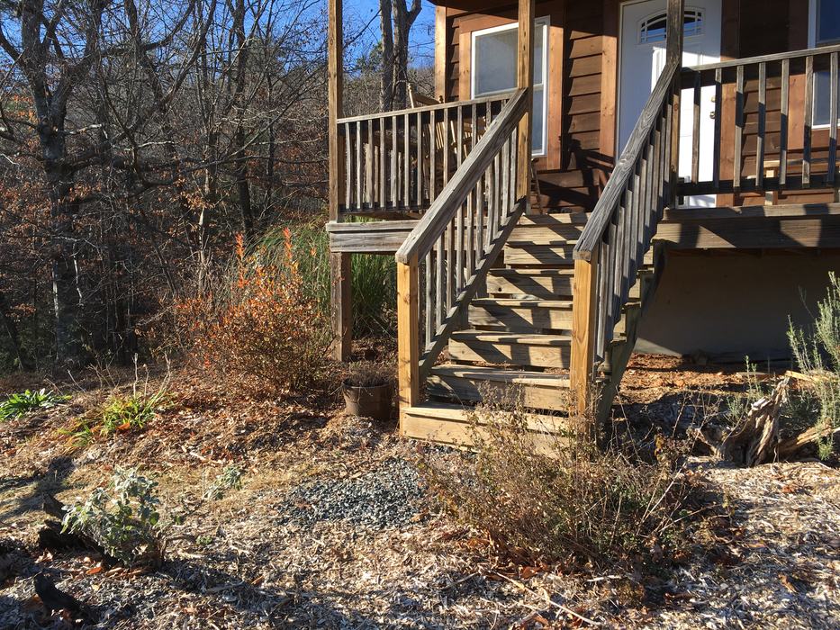 dried foliage in the landscape
