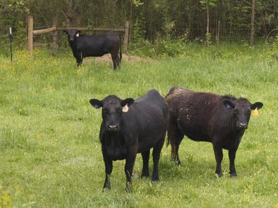 Three black cows standing in a grassy fenced pasture