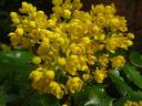 mahonia
