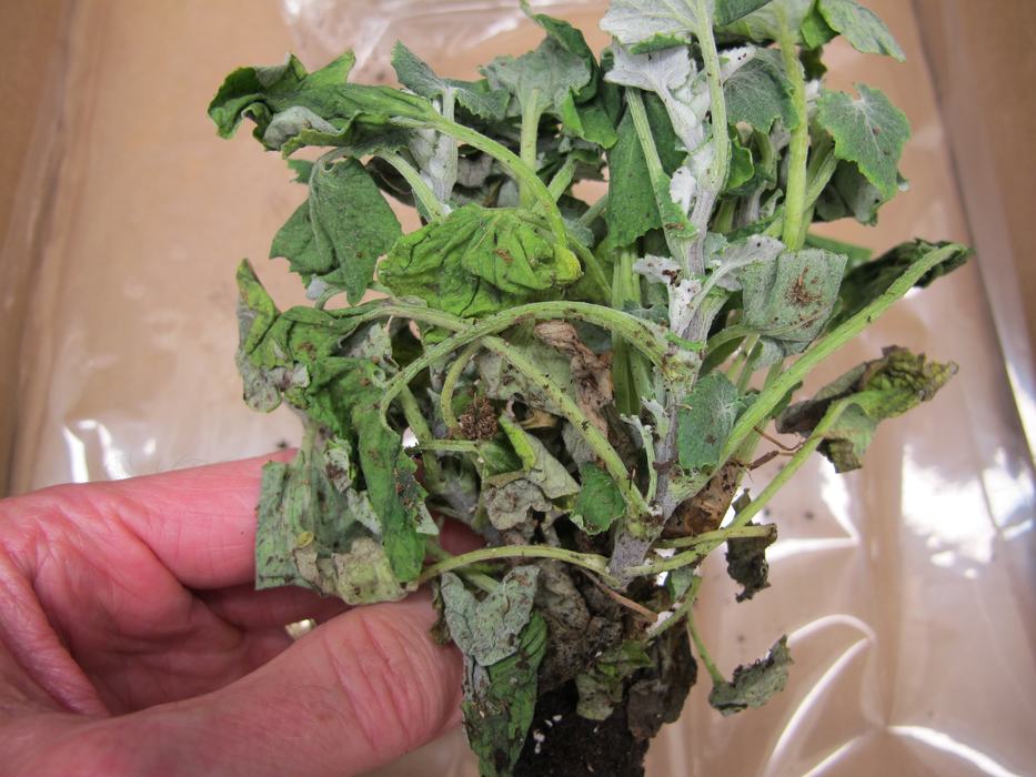 Wilted Pericallis plant suffering from black root rot