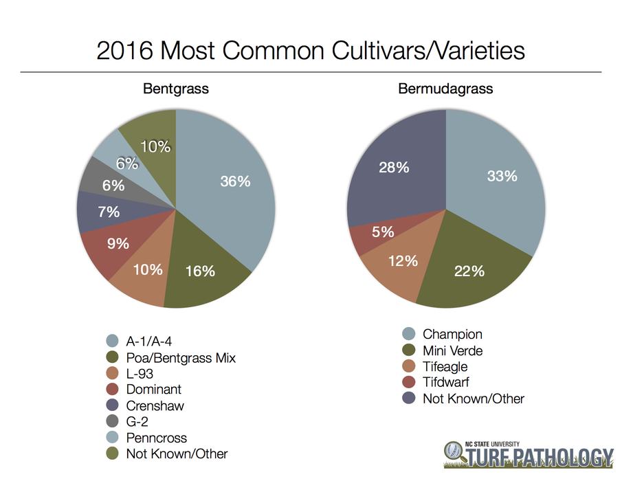 2016 Most common cultivars of bentgrass and bermudagrass