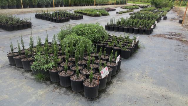 Rows of potted young shrubs arranged on ground at an outdoor plant nursery