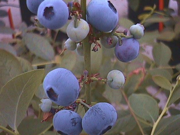 blueberries