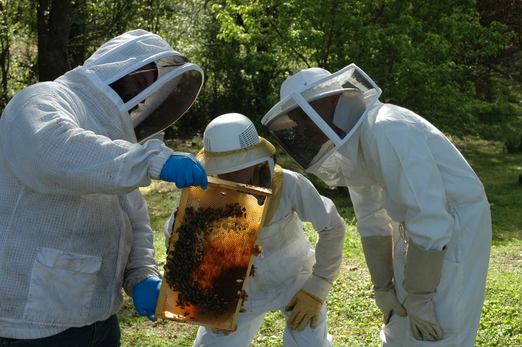Three beekeepers in protective suits inspecting a honeycomb frame covered with bees