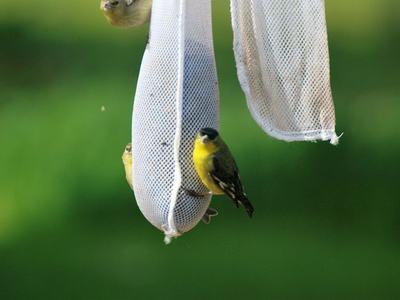 Three small yellow-and-black birds perched on a white mesh bird-feeder sock
