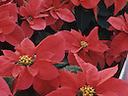 Red poinsettia plants with yellow central flowers