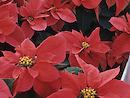 Red poinsettia plants with yellow central flowers