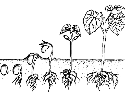 Sequence of seed germination stages from seed to mature plant with roots visible