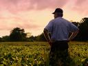 Man in cap standing hands on hips in crop field at sunset