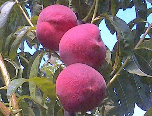 peaches on tree