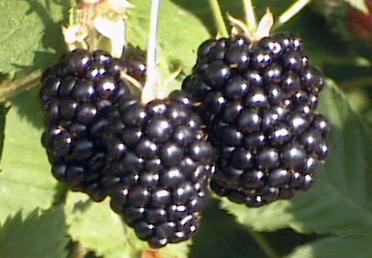 blackberries