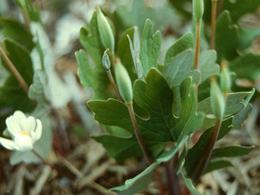bloodroot