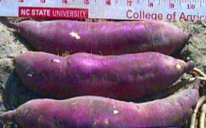 harvested sweetpotatoes