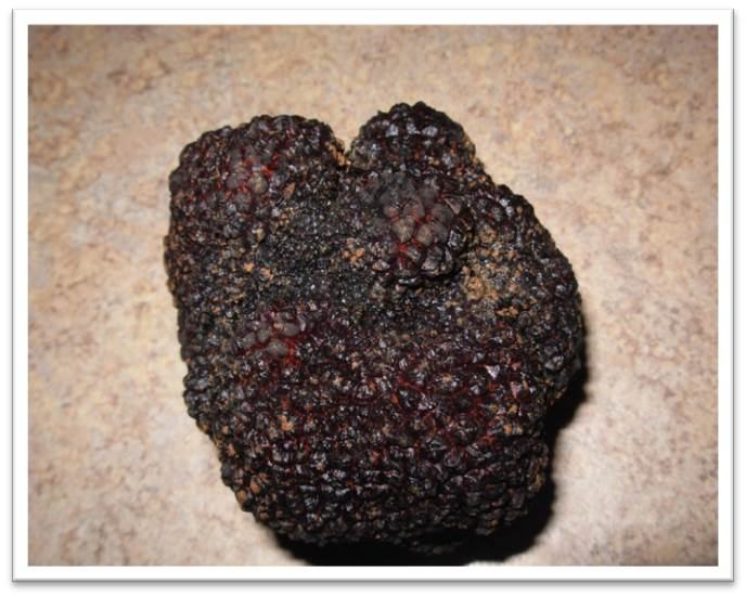 Black truffle