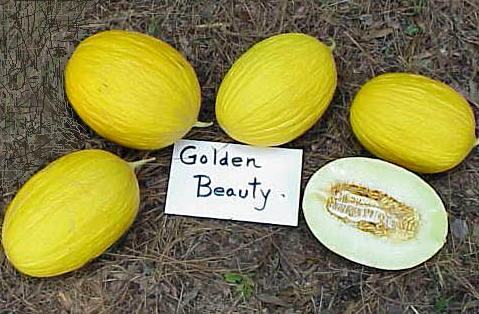 golden beauty melons