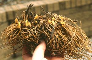 person holding roots