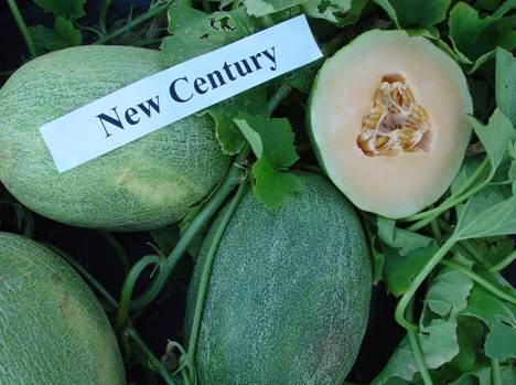 Photo 1: New Century, Hami melon