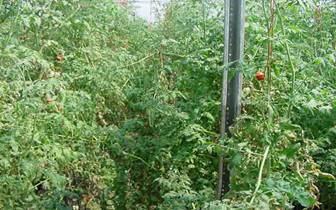 tomatoes in greenhouse