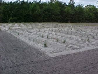 Sea oat trials