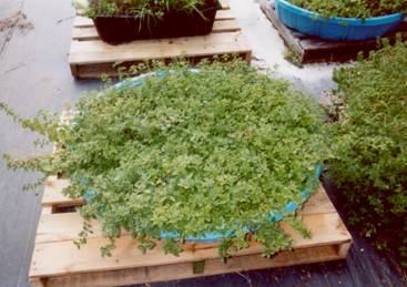 Oregano at 16 weeks