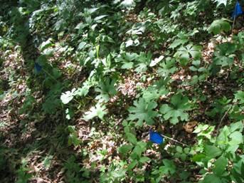 bloodroot test plot