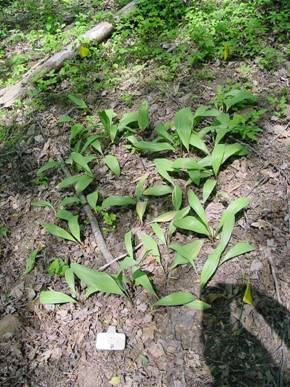Ramps in one of the fall planted plots