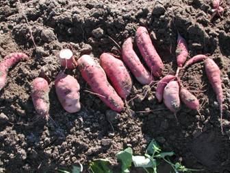  ‘Japanese’ sweet potatoes