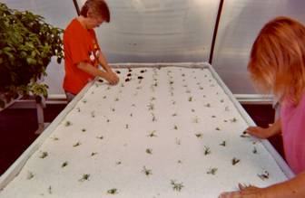 Setting Tarragon hydroponically