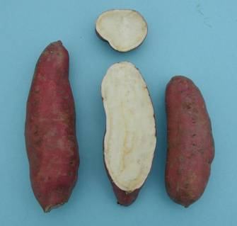  External and internal appearance of ‘Japanese.’