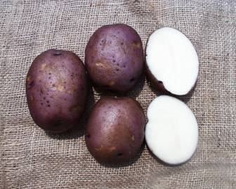 Michigan Purple