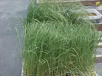 Sea oats size management study 
