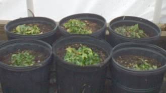 Lobelia