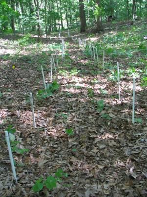 native plants