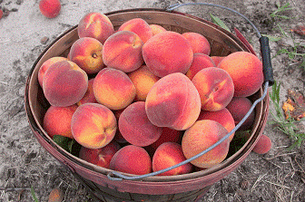 image004