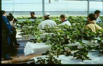 exploring greenhouse strawberries