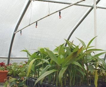 Mist System