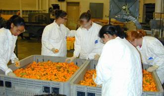 researchers working with harvested peppers