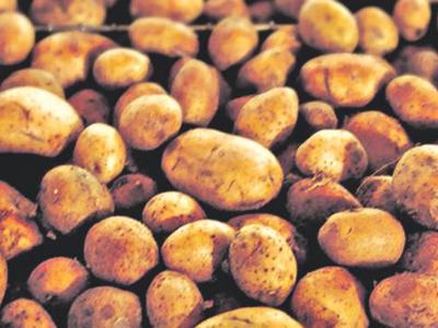 Cluster of small potatoes filling the frame