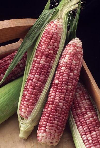red kernel sweet corn
