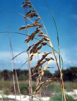 sea oats