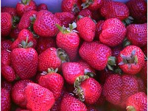 strawberry fruit