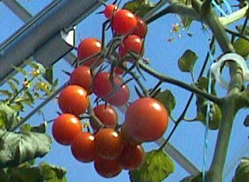 grape tomatoes on the vine